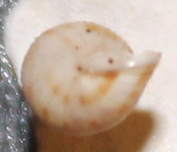 Cochlostoma da identificare